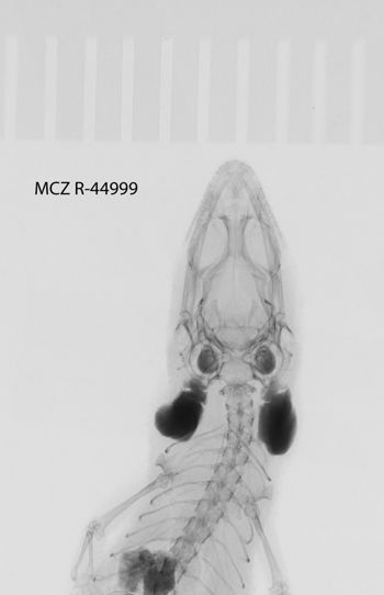 Media type: image;   Herpetology R-44999